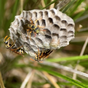 Polistes (Polistes) chinensis at Dickson Wetland Corridor - 16 Dec 2023 01:24 PM