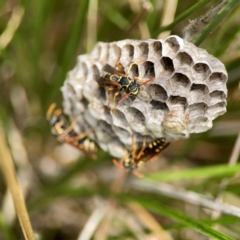 Polistes (Polistes) chinensis at Dickson Wetland Corridor - 16 Dec 2023 01:24 PM