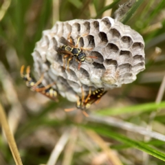 Polistes (Polistes) chinensis at Dickson Wetland Corridor - 16 Dec 2023 01:24 PM