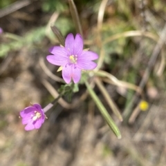 Epilobium billardiereanum subsp. cinereum (Hairy Willow Herb) at Rob Roy Range - 16 Dec 2023 by Shazw