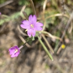 Epilobium billardiereanum subsp. cinereum (Variable Willow-herb) at Rob Roy Range - 16 Dec 2023 by Shazw