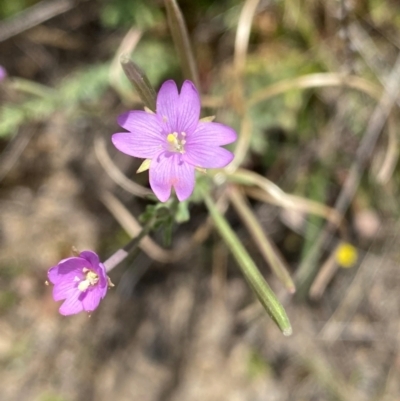 Epilobium billardiereanum subsp. cinereum (Hairy Willow Herb) at Rob Roy Range - 16 Dec 2023 by Shazw