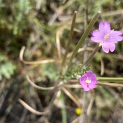 Epilobium billardiereanum subsp. cinereum at Rob Roy Range - 16 Dec 2023 11:50 AM