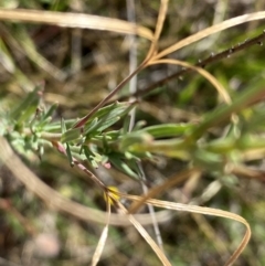 Epilobium billardiereanum subsp. cinereum at Rob Roy Range - 16 Dec 2023 11:50 AM