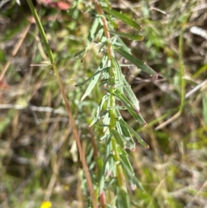 Epilobium billardiereanum subsp. cinereum at Rob Roy Range - 16 Dec 2023 11:50 AM