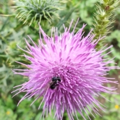 Tetragonula carbonaria at Surf Beach, NSW - suppressed