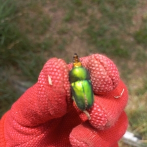 Lamprima aurata at Duffy, ACT - 16 Dec 2023