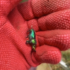 Lamprima aurata at Duffy, ACT - 16 Dec 2023