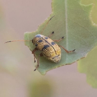 Unidentified Leaf beetle (Chrysomelidae) at Higgins, ACT - 23 Feb 2021 by AlisonMilton
