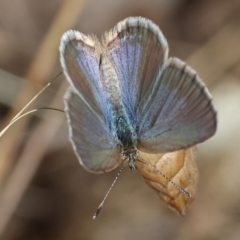 Zizina otis (Common Grass-Blue) at Wodonga, VIC - 15 Dec 2023 by KylieWaldon