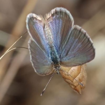 Zizina otis (Common Grass-Blue) at Wodonga, VIC - 15 Dec 2023 by KylieWaldon