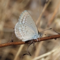 Zizina otis at Jack Perry Reserve - 16 Dec 2023 09:04 AM