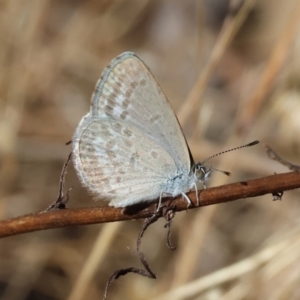 Zizina otis at Jack Perry Reserve - 16 Dec 2023 09:04 AM