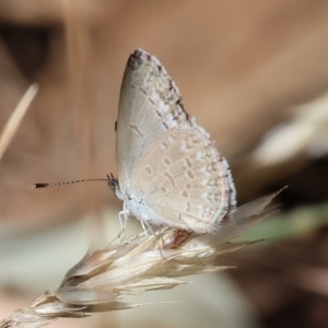 Zizina otis at Jack Perry Reserve - 16 Dec 2023