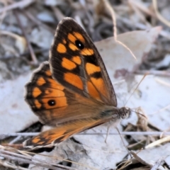 Geitoneura klugii (Marbled Xenica) at Jack Perry Reserve - 16 Dec 2023 by KylieWaldon