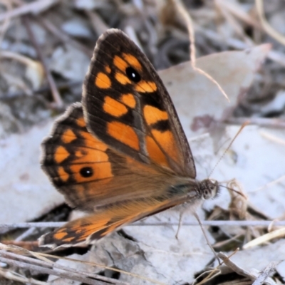 Geitoneura klugii (Marbled Xenica) at Wodonga, VIC - 15 Dec 2023 by KylieWaldon