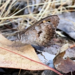 Geitoneura klugii at Jack Perry Reserve - 16 Dec 2023 09:08 AM