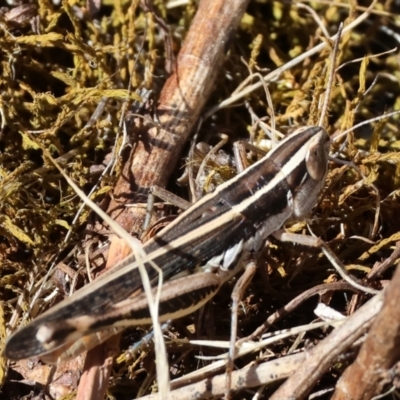 Macrotona australis (Common Macrotona Grasshopper) at Wodonga, VIC - 15 Dec 2023 by KylieWaldon