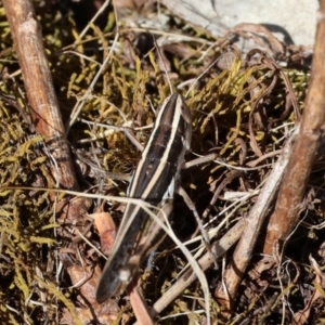 Macrotona australis at Jack Perry Reserve - 16 Dec 2023