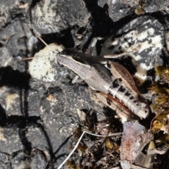 Phaulacridium vittatum (Wingless Grasshopper) at Wodonga, VIC - 15 Dec 2023 by KylieWaldon