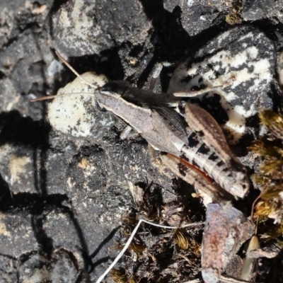 Phaulacridium vittatum (Wingless Grasshopper) at Wodonga, VIC - 15 Dec 2023 by KylieWaldon