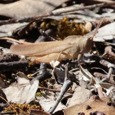 Goniaea australasiae (Gumleaf grasshopper) at Wodonga, VIC - 15 Dec 2023 by KylieWaldon