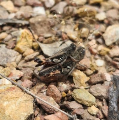 Phaulacridium vittatum (Wingless Grasshopper) at Carwoola, NSW - 16 Dec 2023 by Csteele4