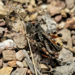 Phaulacridium vittatum at QPRC LGA - 16 Dec 2023 01:53 PM