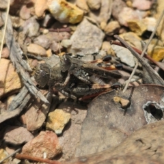 Phaulacridium vittatum at QPRC LGA - 16 Dec 2023