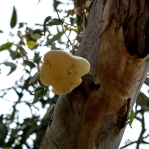 Laetiporus portentosus at Higgins Woodland - 12 Dec 2023 12:02 PM