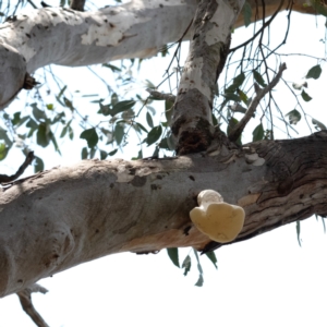 Laetiporus portentosus at Higgins Woodland - 12 Dec 2023