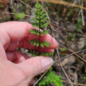 Cheilanthes sieberi subsp. sieberi at QPRC LGA - 16 Dec 2023