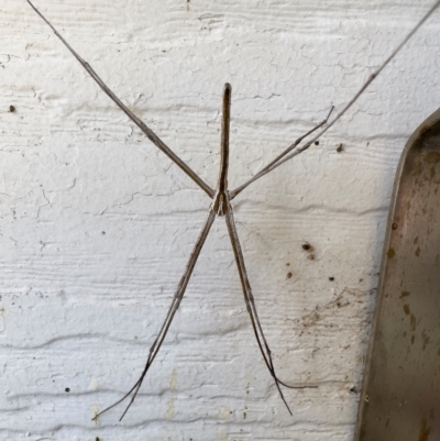 Asianopis subrufa (Rufous net-casting spider) at Michelago, NSW - 26 Jan 2023 by Illilanga