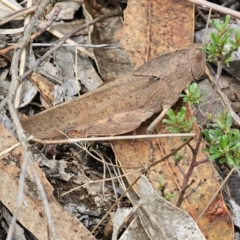 Goniaea australasiae (Gumleaf grasshopper) at Cuumbeun Nature Reserve - 16 Dec 2023 by Csteele4
