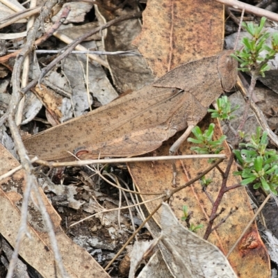 Goniaea australasiae (Gumleaf grasshopper) at Cuumbeun Nature Reserve - 16 Dec 2023 by Csteele4