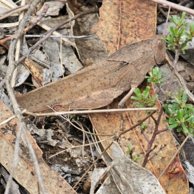 Goniaea australasiae (Gumleaf grasshopper) at QPRC LGA - 16 Dec 2023 by Csteele4