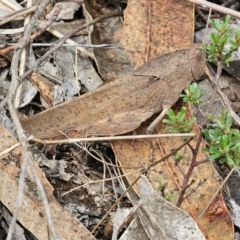 Goniaea australasiae (Gumleaf grasshopper) at QPRC LGA - 16 Dec 2023 by Csteele4