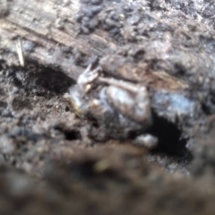 Uperoleia laevigata (Smooth Toadlet) at Cooma North Ridge Reserve - 16 Dec 2023 by mahargiani