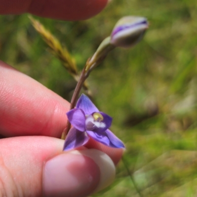 Thelymitra peniculata (Blue Star Sun-orchid) at Captains Flat, NSW - 16 Dec 2023 by Csteele4