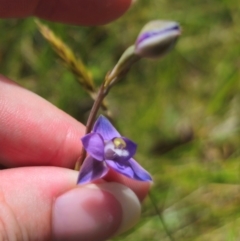 Thelymitra peniculata (Blue Star Sun-orchid) at QPRC LGA - 16 Dec 2023 by Csteele4