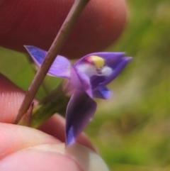 Thelymitra peniculata at QPRC LGA - 16 Dec 2023