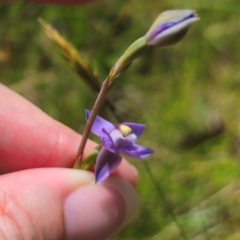 Thelymitra peniculata at QPRC LGA - 16 Dec 2023