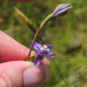 Thelymitra peniculata at QPRC LGA - 16 Dec 2023