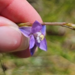 Thelymitra peniculata at QPRC LGA - 16 Dec 2023