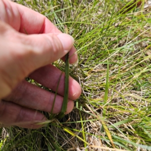 Thelymitra peniculata at QPRC LGA - 16 Dec 2023