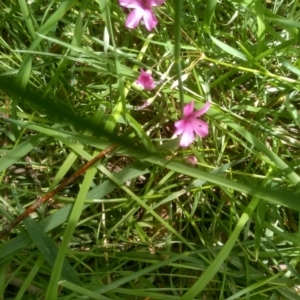 Oxalis sp. at Cooma North Ridge Reserve - 16 Dec 2023 03:07 PM