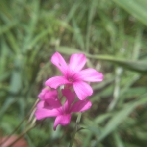 Oxalis sp. at Cooma North Ridge Reserve - 16 Dec 2023 03:07 PM