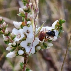 Exoneura sp. (genus) (A reed bee) at Captains Flat, NSW - 16 Dec 2023 by Csteele4