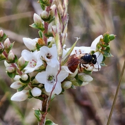 Exoneura sp. (genus) (A reed bee) at Captains Flat, NSW - 16 Dec 2023 by Csteele4