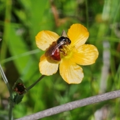 Exoneura sp. (genus) (A reed bee) at QPRC LGA - 16 Dec 2023 by Csteele4